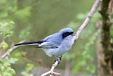 Masked Gnatcatcher